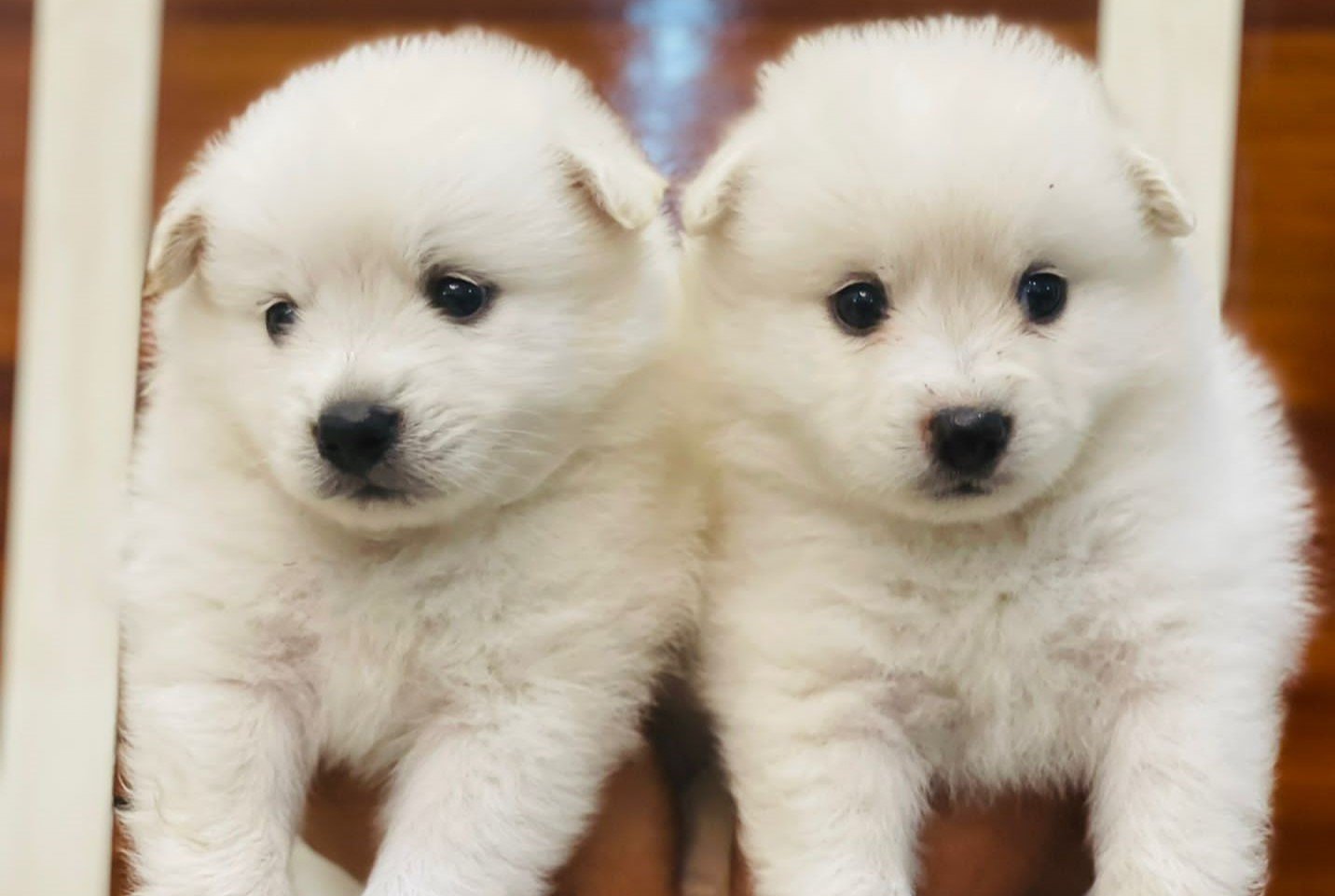 Pomeranian puppies price in pune
