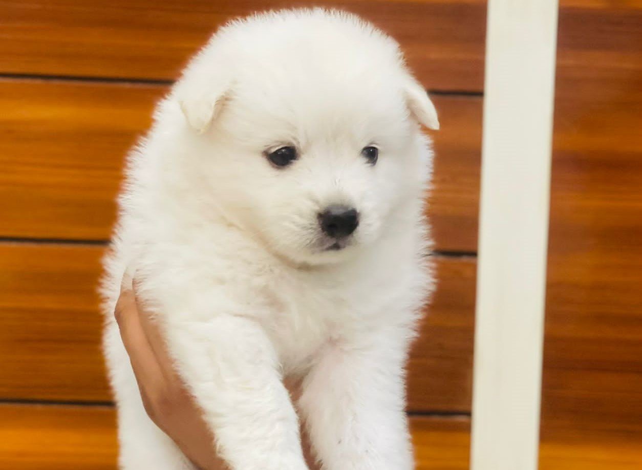 Pomeranian dog breeeder price in pune