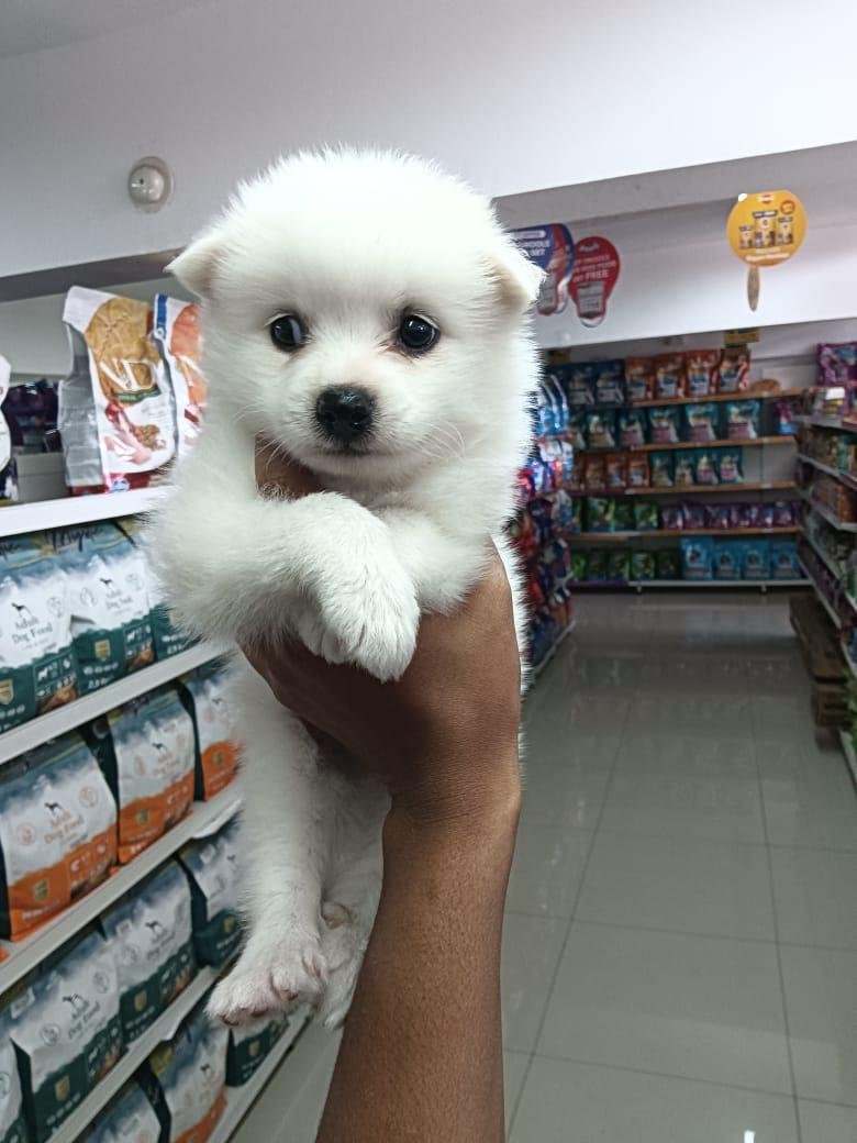 Pomeranian price in pune