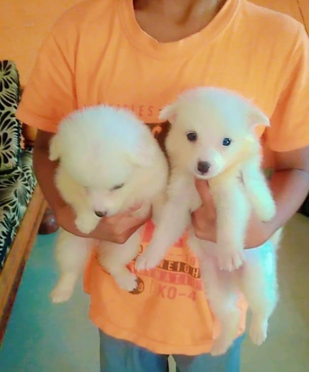 Pomeranian Price In Vizag