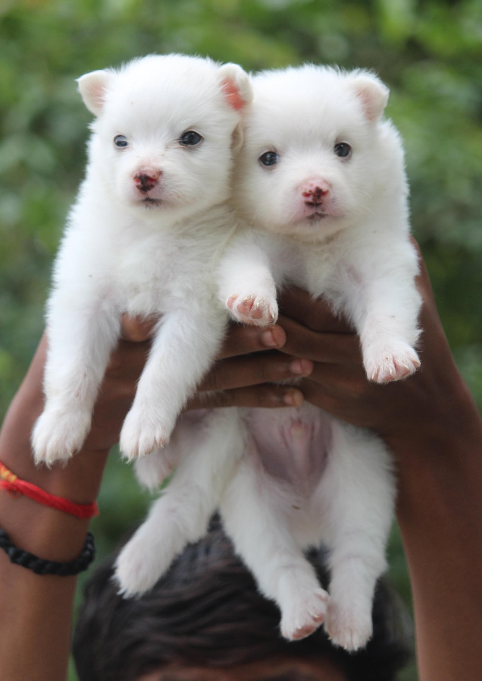 Pomeranian dog breeder in Vizag