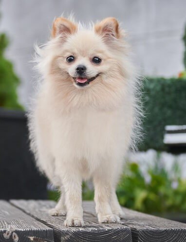 Pomeranian Female price in Vizag
