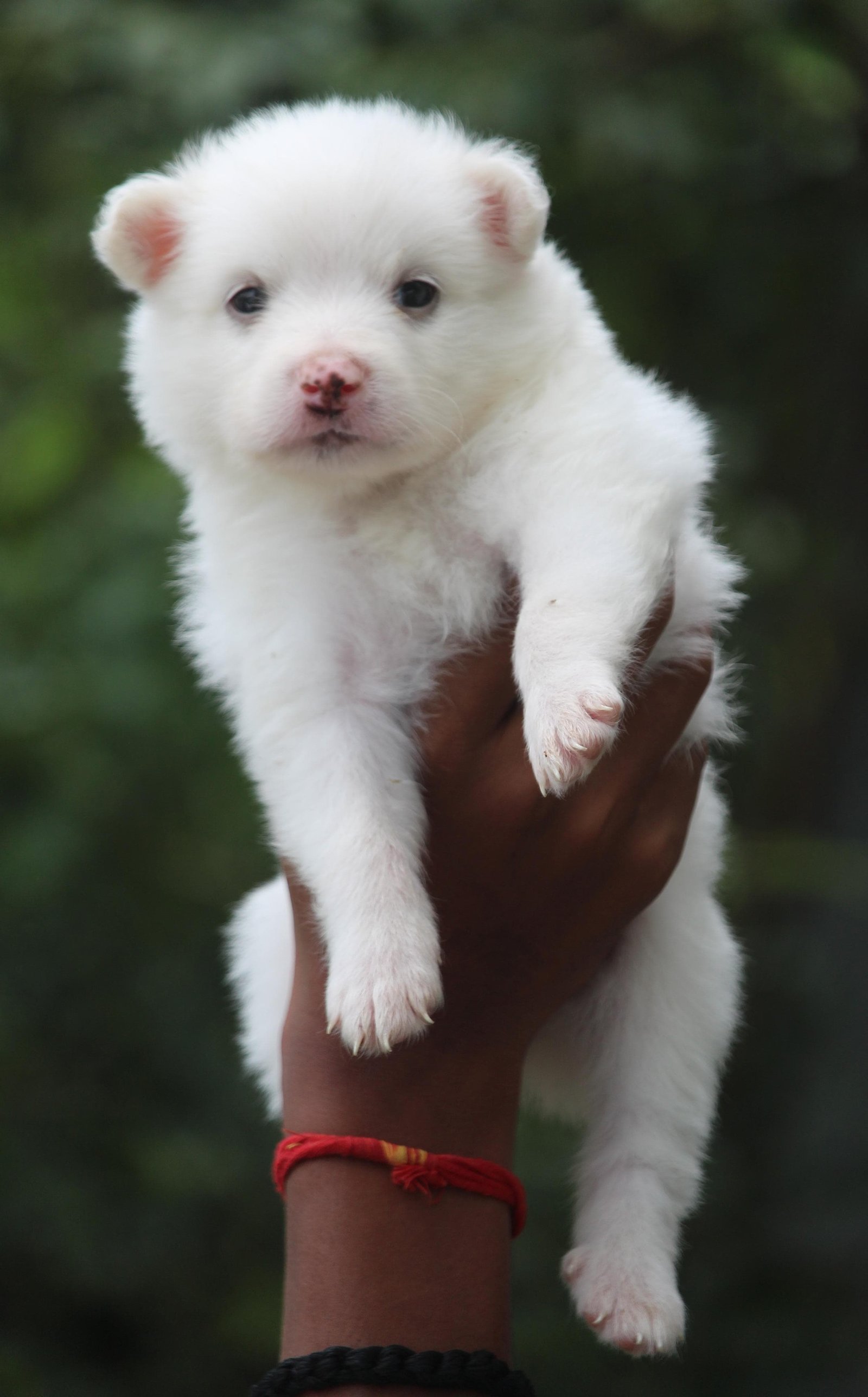Pomeranian Male Price in Vizag