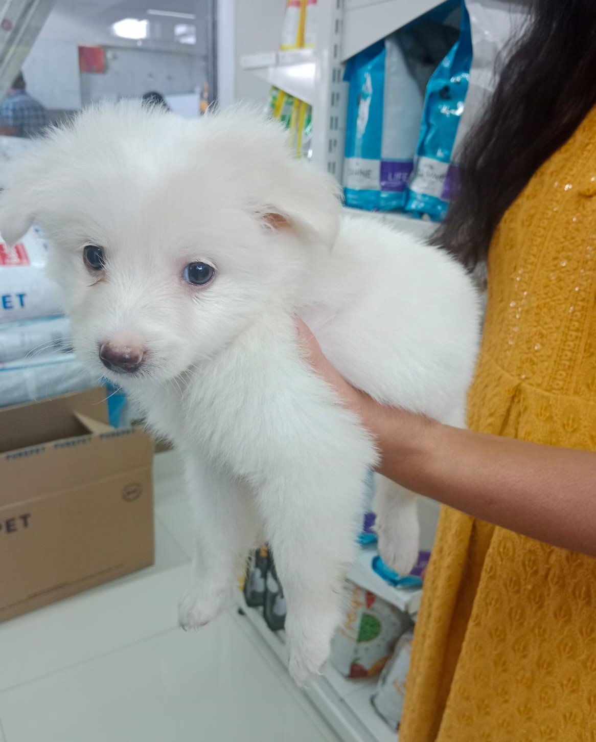 Pure Breed Pomeranian price in Vizag