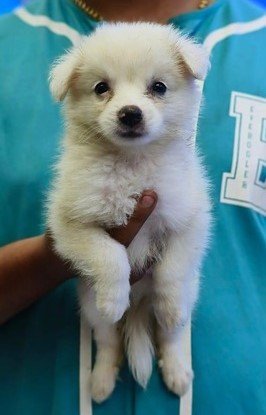 Pomeranian online price in Vizag