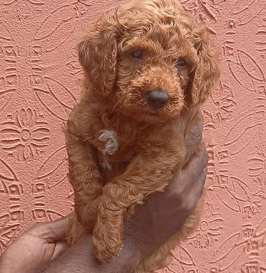 Poodle Price In Ahmedabad