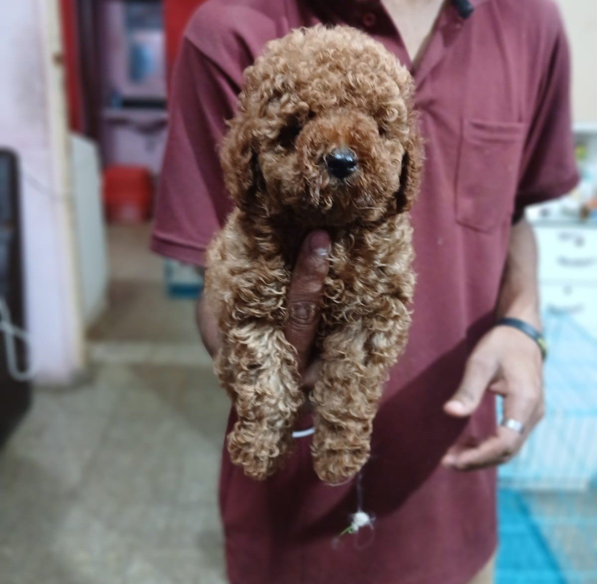 Poodle Male Price in Ahmedabad