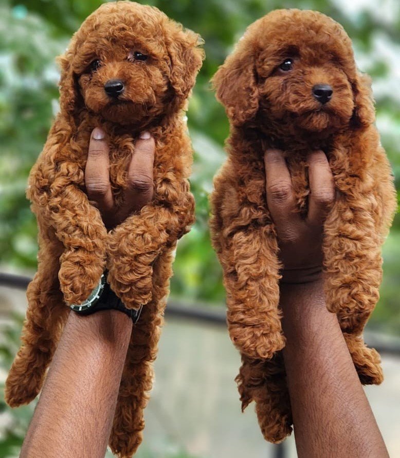 Pure Breed Poodle price in Ahmedabad