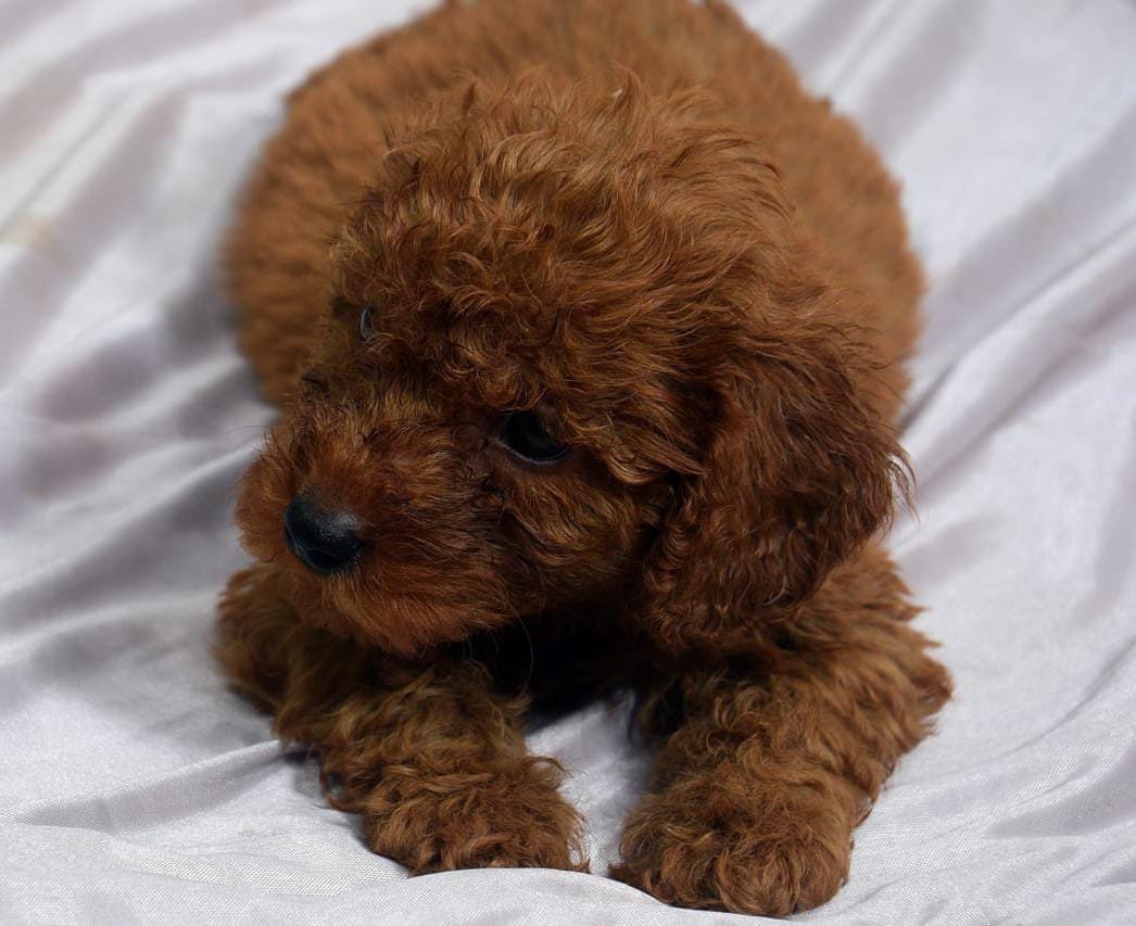 Poodle Price In Bangalore