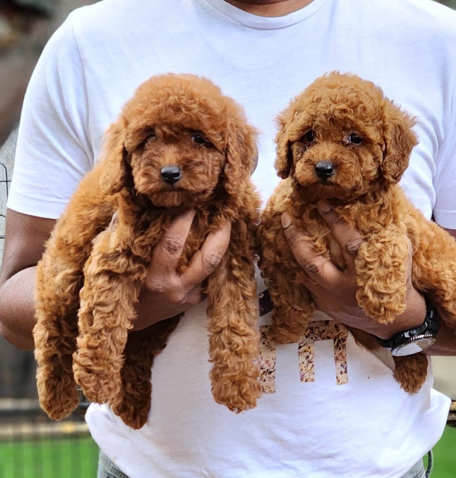 Poodle dog breeder in Bangalore