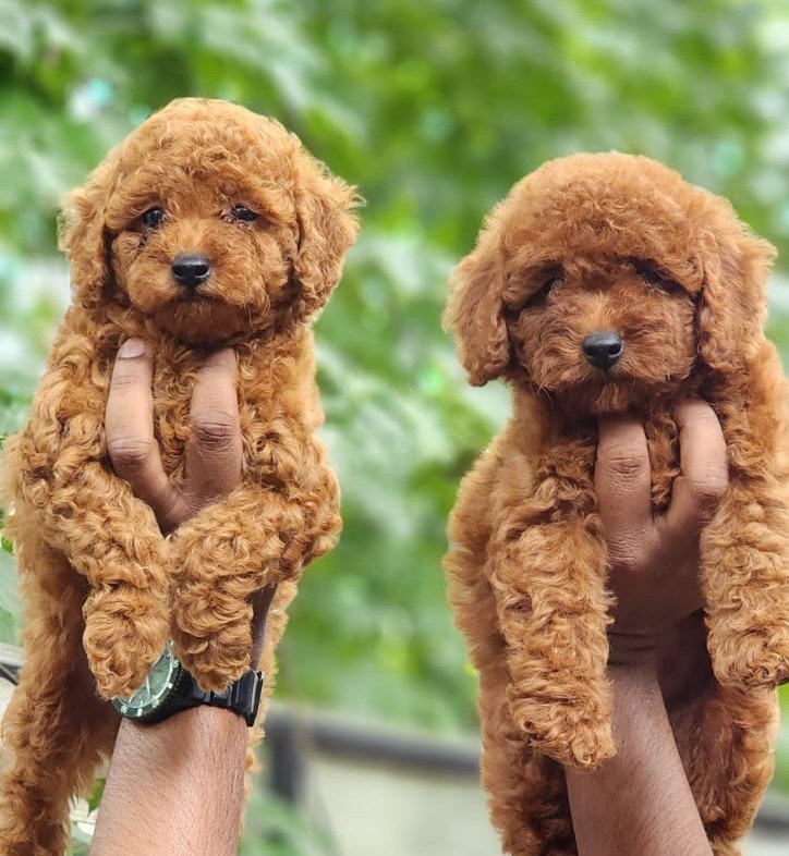 Poodle online price in Bangalore
