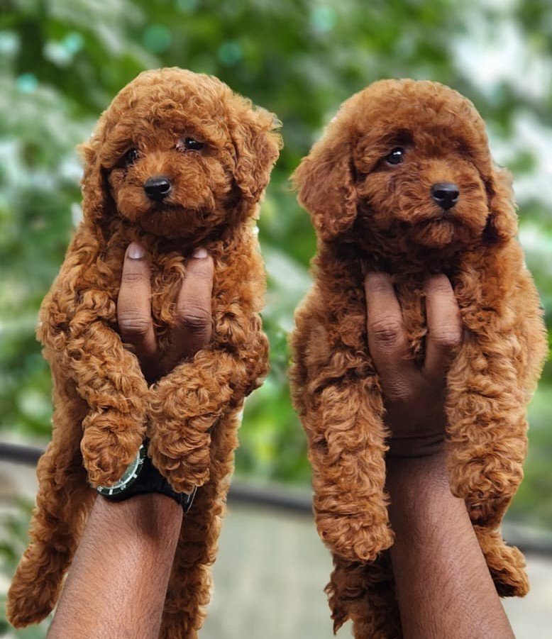 Poodle Male Price in Bangalore