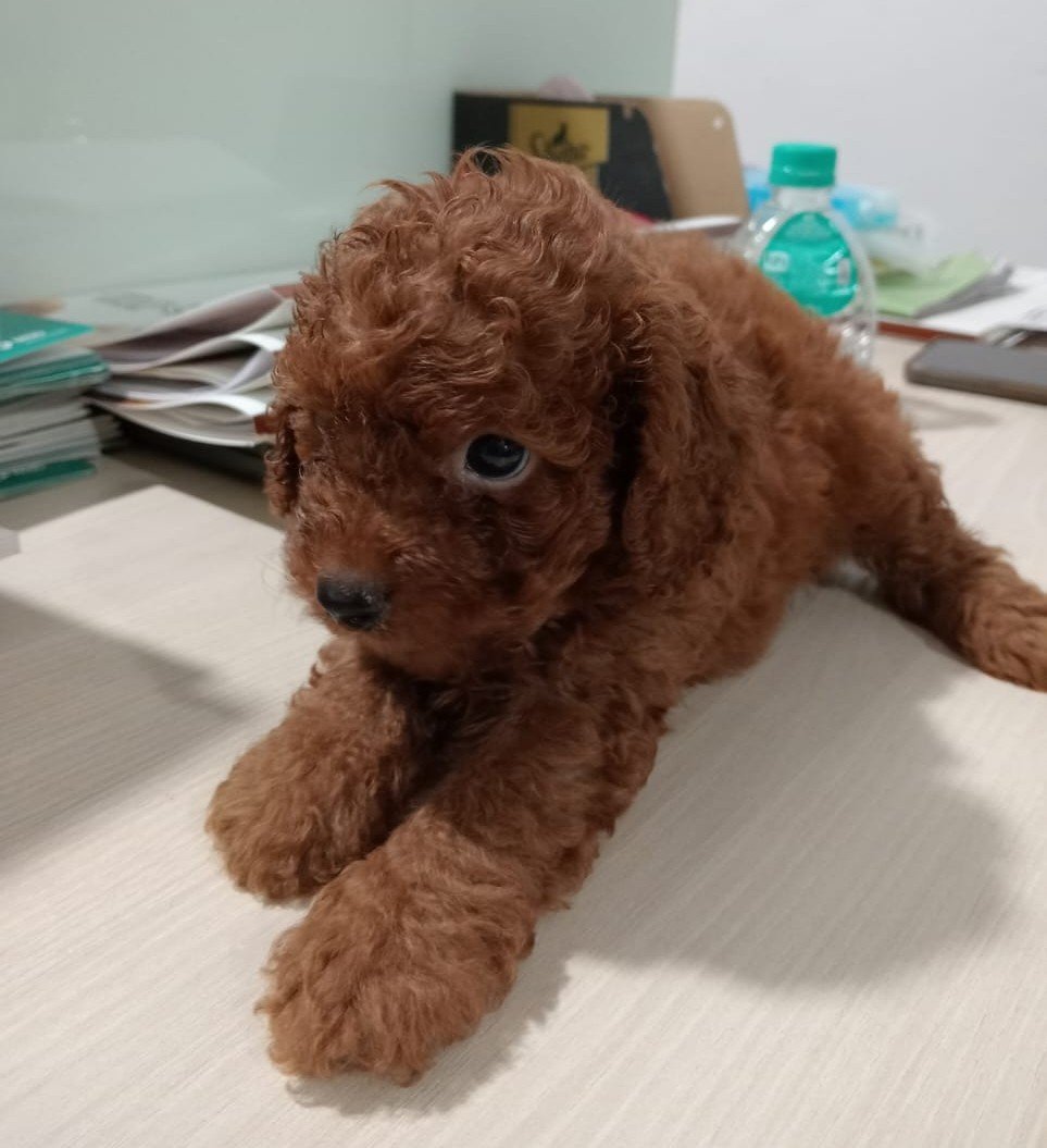 Pure Breed Poodle price in Bangalore