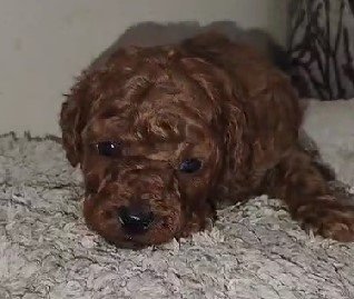 Poodle Price In Chennai