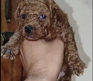 Poodle dog breeder in Chennai