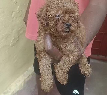 Poodle Female price in Chennai