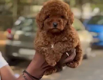Poodle Male Price in Chennai