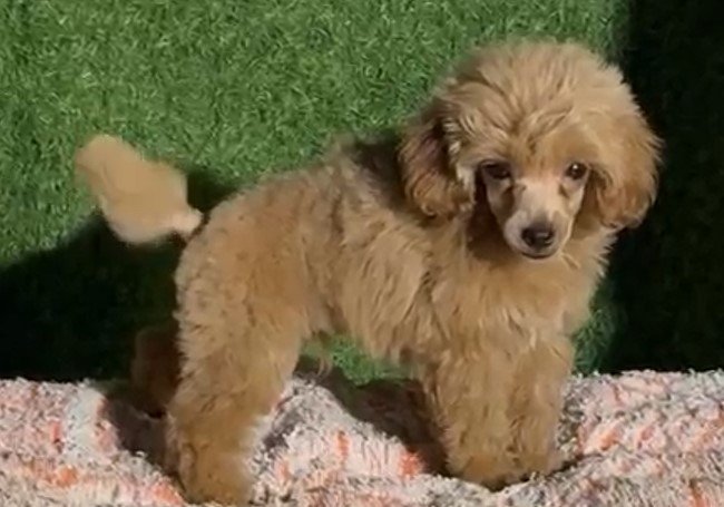 Pure Breed Poodle price in Chennai
