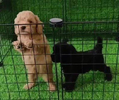 Poodle online price in Chennai