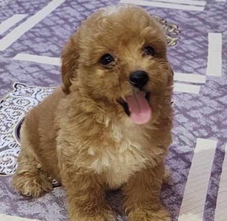 poodle price in goa