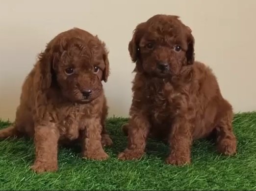 poodle female price in goa
