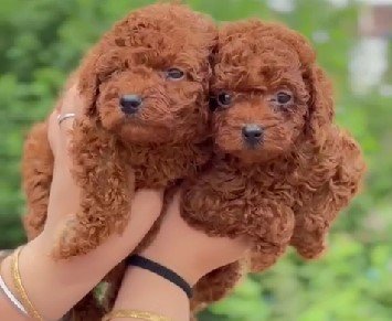 poodle for online sale in goa