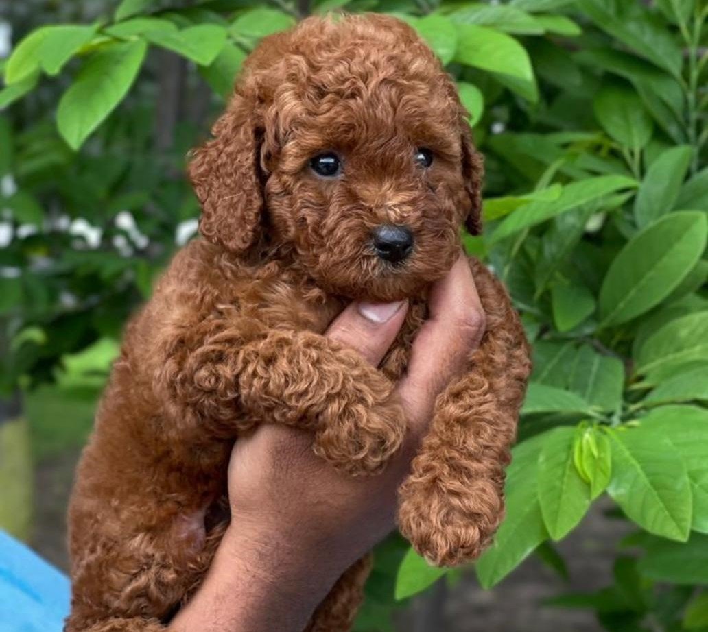 poodle puppies price in goa