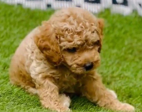 Poodle dog breeder in Hyderabad