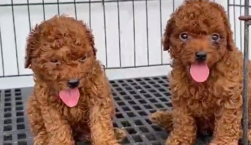 Poodle Female price in Hyderabad