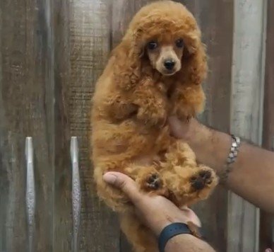 Pure Breed Poodle price in Hyderabad