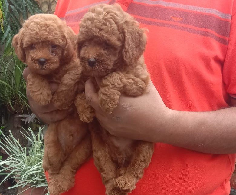 Poodle pet shop in india