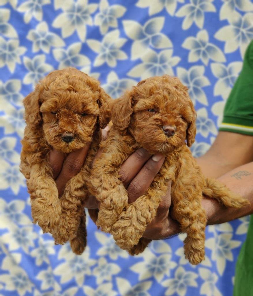 Poodle for sale online in india