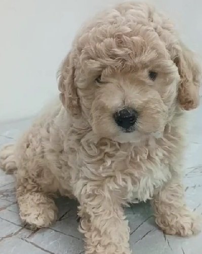 Poodle Price In Kolkata