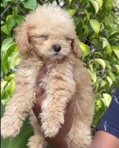 Poodle dog breeder in Kolkata