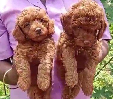 Poodle Female price in Kolkata