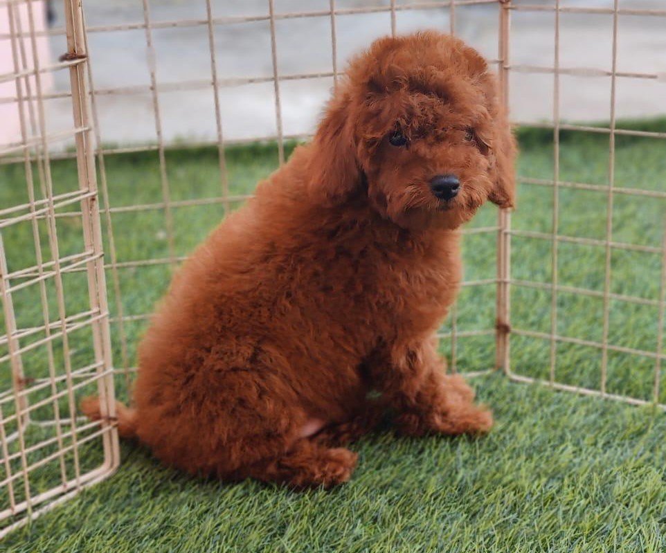 Poodle price in mumbai