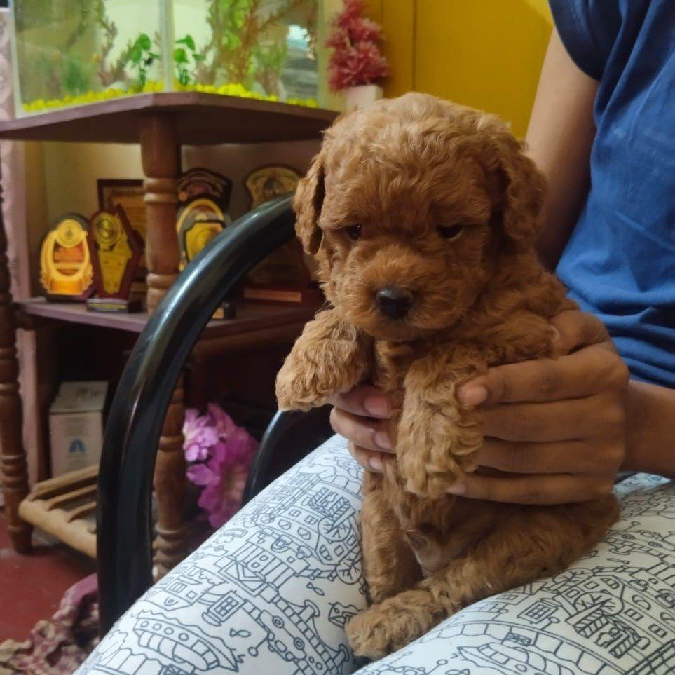 Poodle female price in mumbai