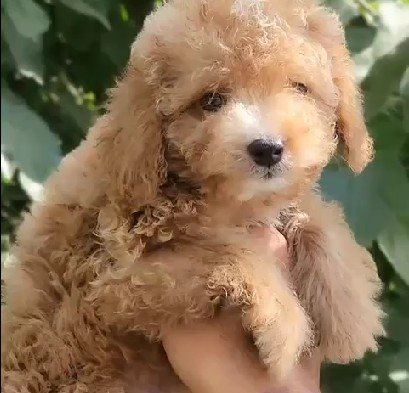 KCI registered Poodle price in mumbai