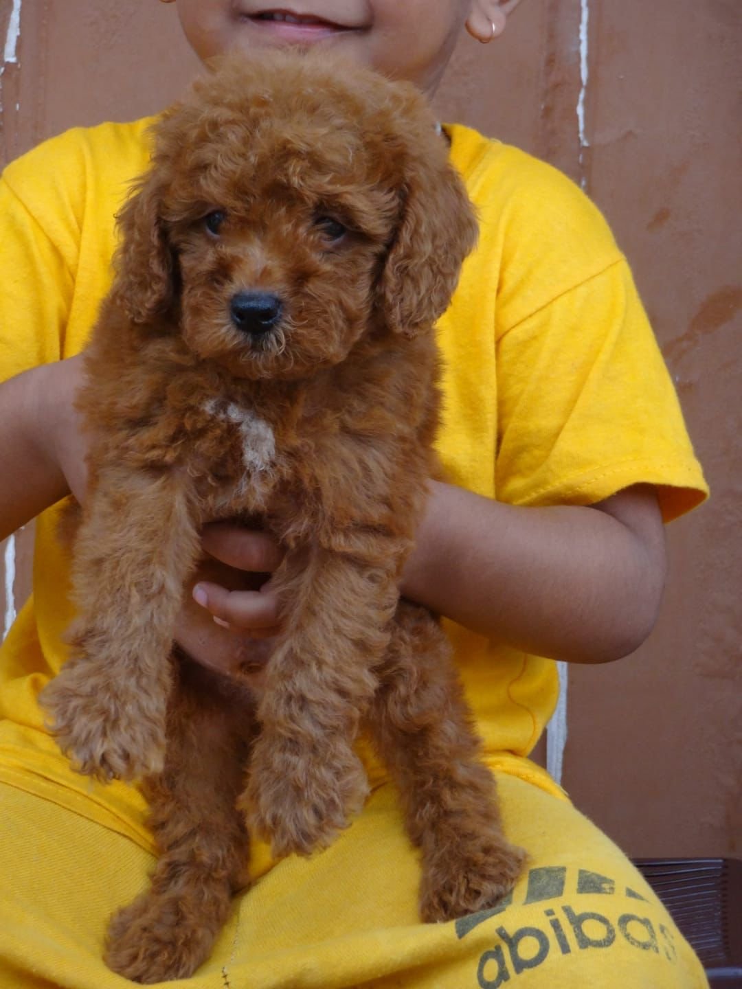 Poodle female price in pune