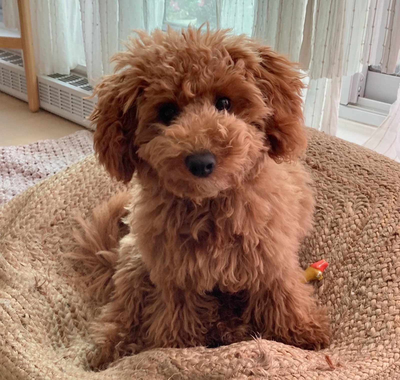 Poodle male price in pune