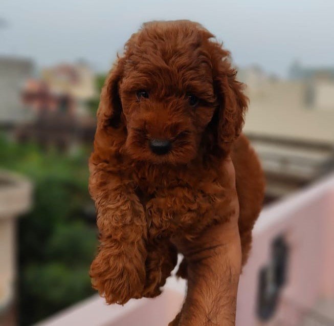 Poodle puppies price in pune