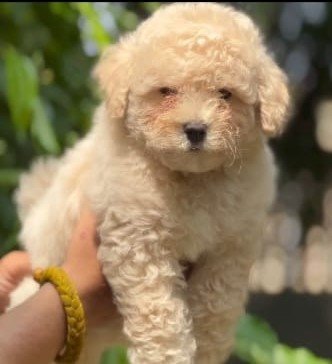 Poodle dog breeder in pune