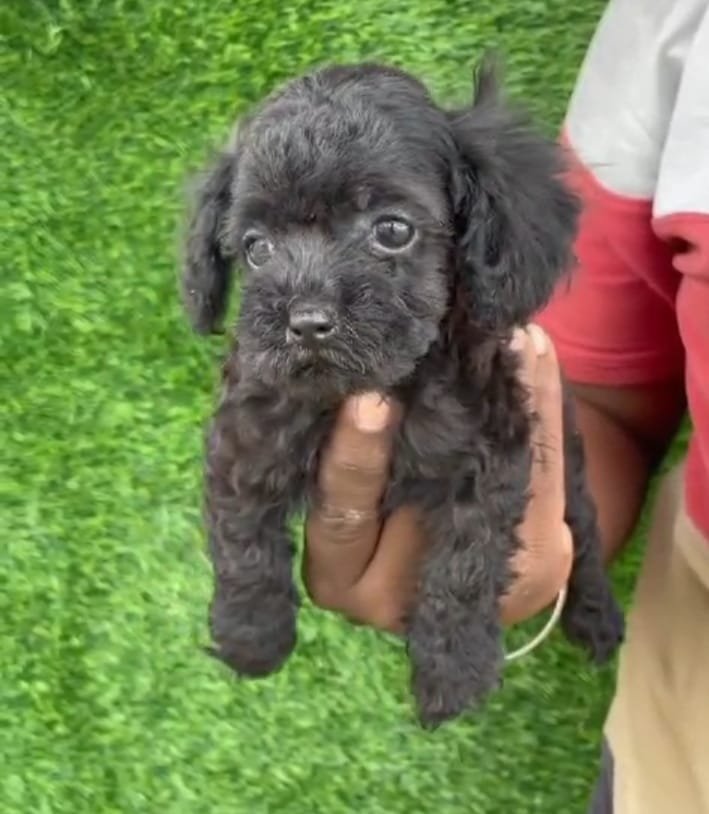 Poodle price in pune
