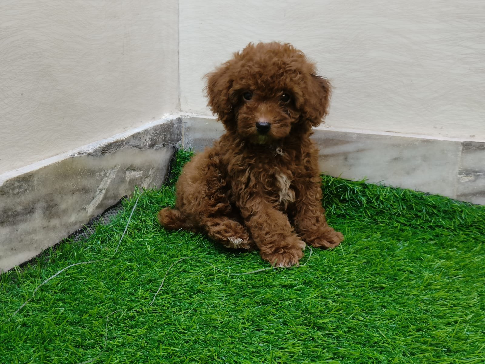 Poodle Price In Vizag
