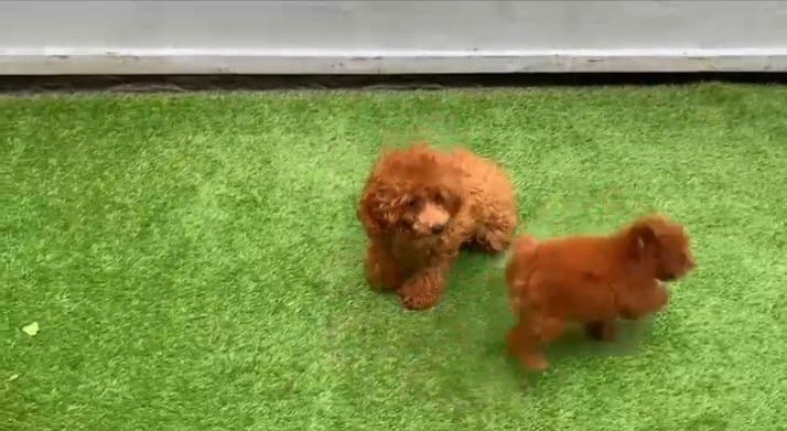 Poodle dog breeder in Vizag