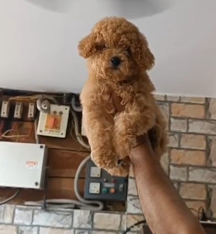 Poodle Female price in Vizag