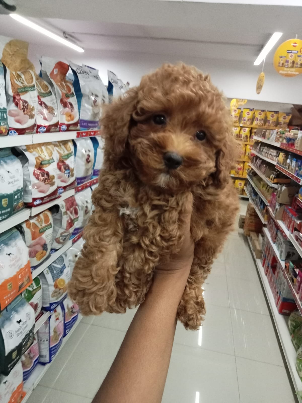 Poodle Male Price in Vizag