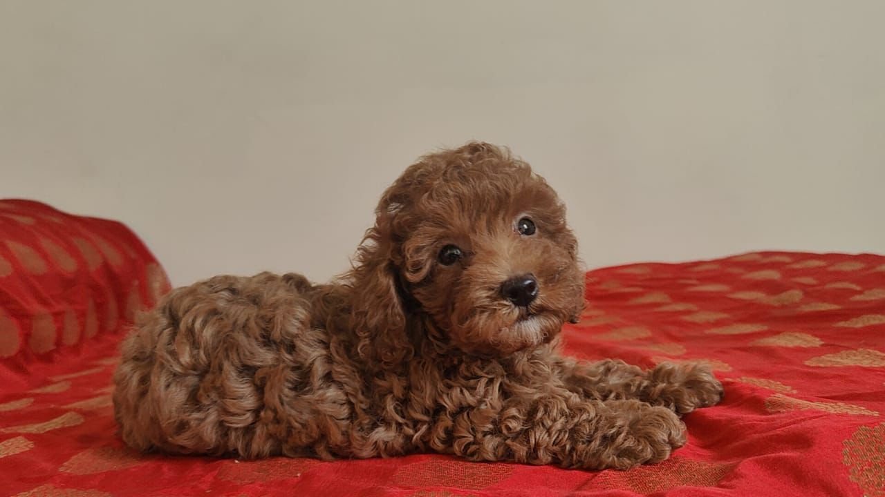Pure Breed Poodle price in Vizag