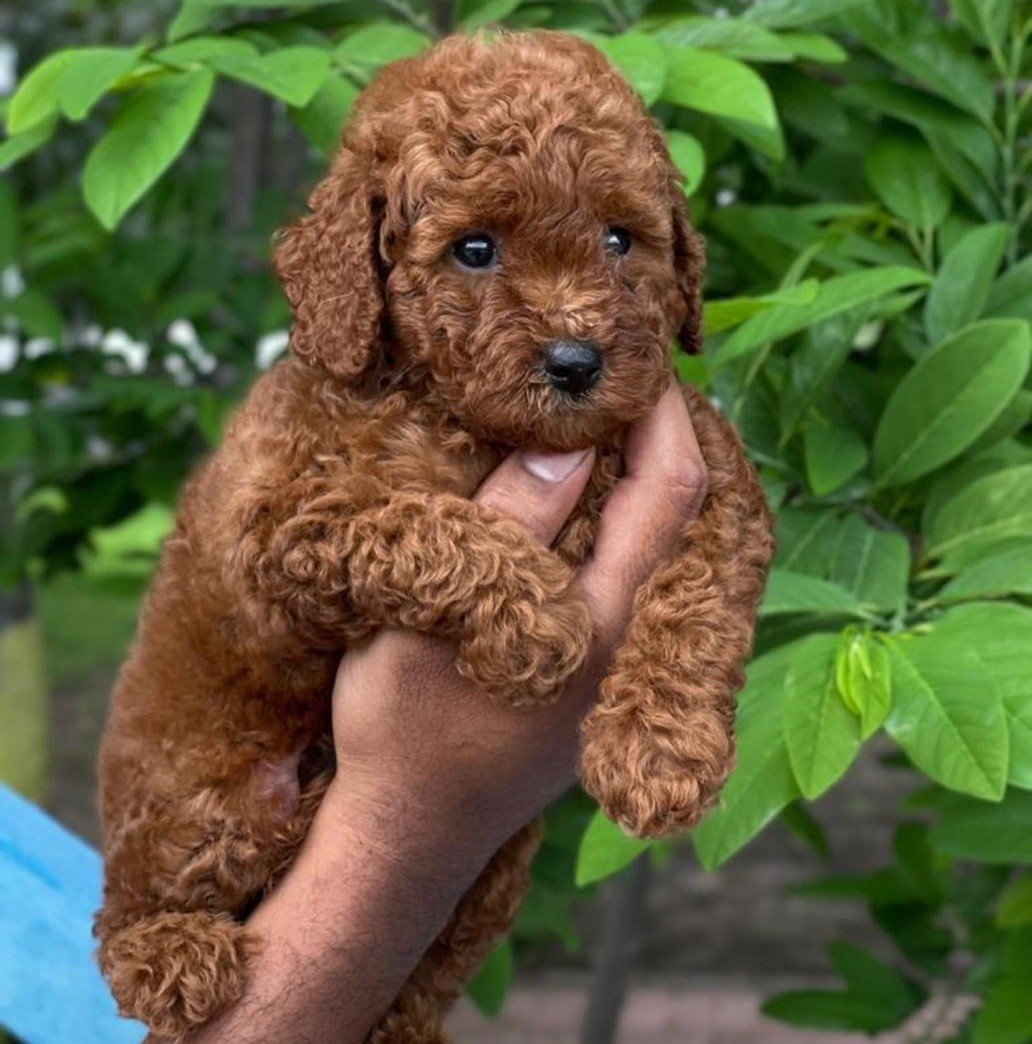 Poodle online price in Vizag