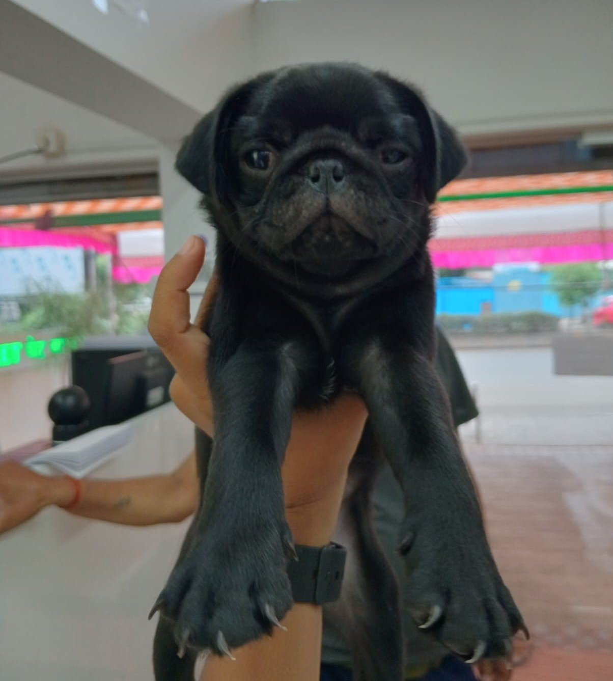 Pug dog breeder in Ahmedabad